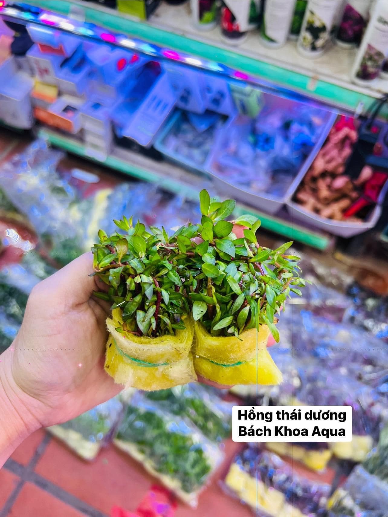 Cây cắt cắm - Hồng Thái Dương
